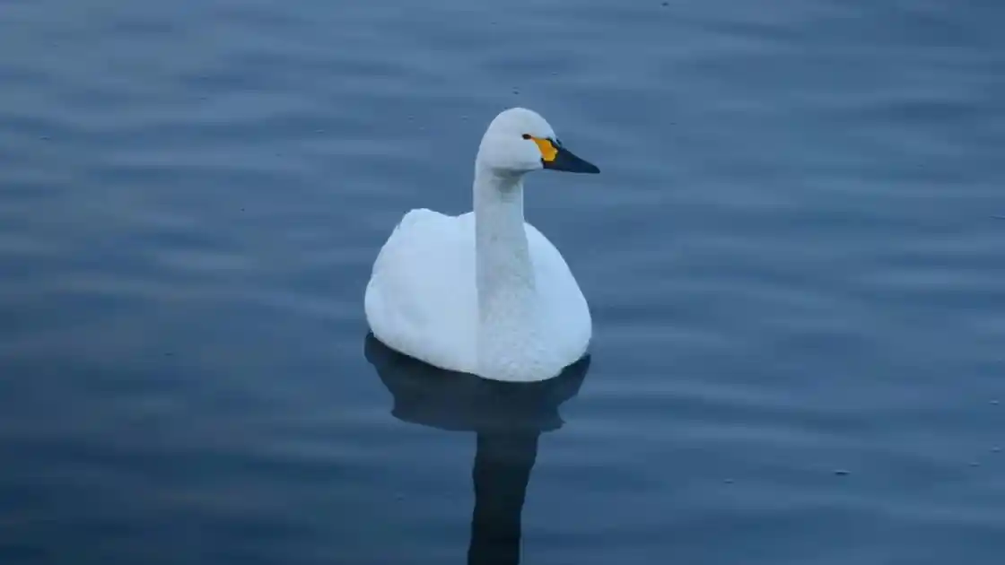 Top3VPN Australia security review artwork